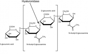 De samenstelling van Hyaluronidase